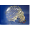 SKULL10 (12336) Medical Science Classic X-Ray Skull, transparent, 3 part, Display Surrounding Dental Cavities, Anatomical Skull